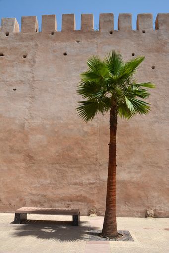 A high palm tree making shadow on the bench under the gates of Morocco Meknes