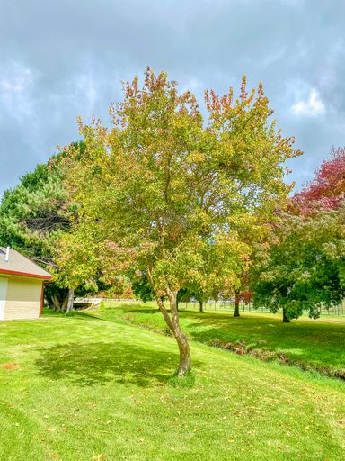 A vertical shot of a beautiful green tree in Coronation Park, Glen Innes, Australia