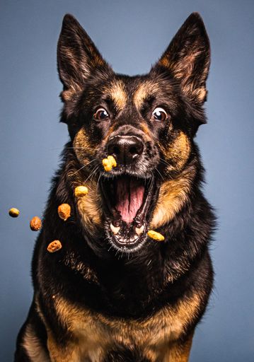A vertical shot of German Shepherd trying to catch treats