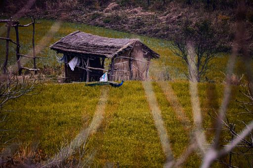 An old weathered damaged hut on the grass in nature
