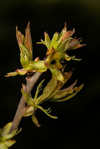 a close up shot of a japanese cherry blossom