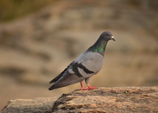 A Closeup view of a Indian Pigeon on a rock in Forest area. Pigeons are found in most part of the world with background blur.