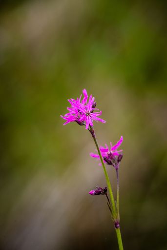 A vertical shot of ragged robins in a field under the sunlight with a blurry background