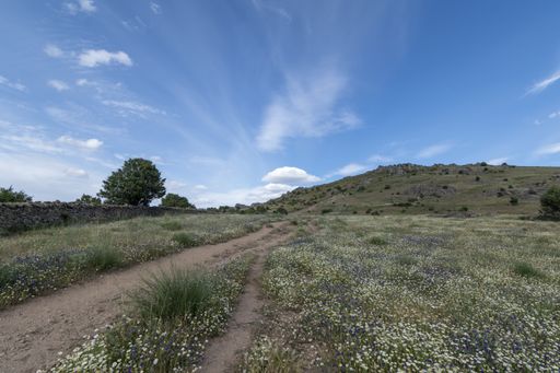 A beautiful shot of an open field with plants and trees under on blue cloudy sky