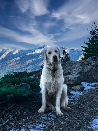 Golden Retriever a la montagne en Corse