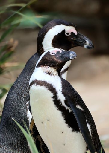 A vertical shot of penguin couple lean on each other in a zoo