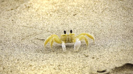 A selective focus shot of a small yellow crab on a sandy beach