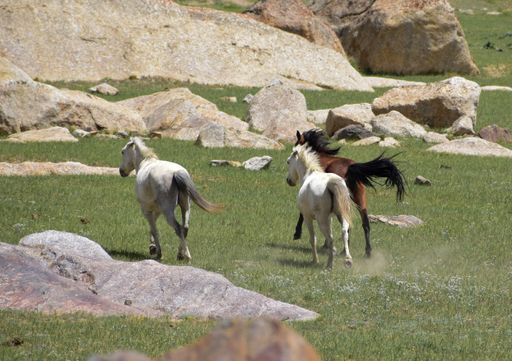 The spirited horses running through a majestic landscape of rocky terrain and lush grass