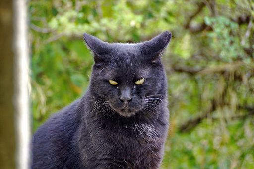 A shallow focus shot of a demonic black cat with green trees on the background