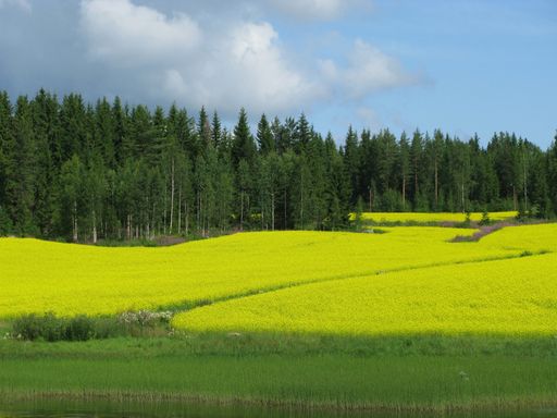 A breathtaking view of the pine trees on a beautiful grass-covered hill captured in Finland