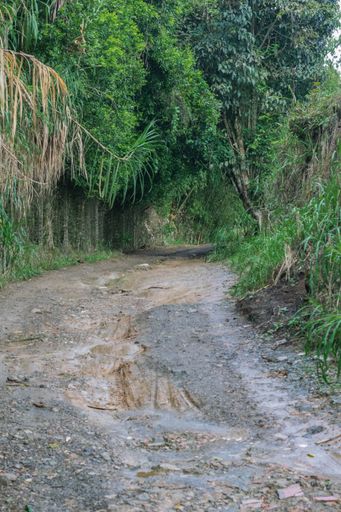 A dirty road on the top of the Colombian mountain surrounded by nature and coffee plantations