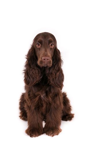 A vertical shot of a brown English Cocker Spaniel sitting on a white surface