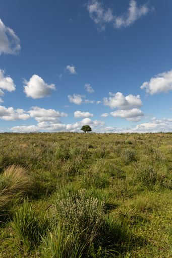 A vertical shot of a green field with a single tree on the background and white clouds in blue sky