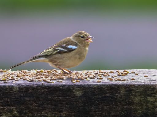 A small chaffinch sitting on a branch and eating seeds with blurred background