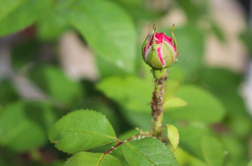 single bud of rose with thrip on stem