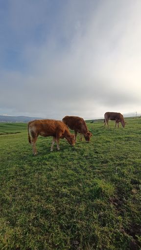 A vertical shot of brown cows grazing grass in the pasture