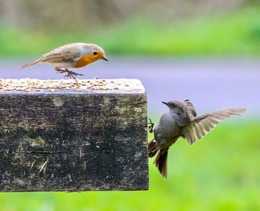 A two tiny robin and dunnock playing with each other in a park