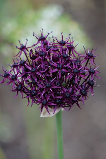 A vertical selective focus shot of purple allium atropurpureum