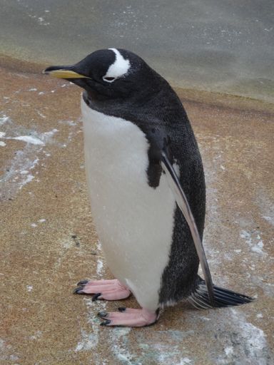 A closeup shot of a black and white penguin standing on sand next to water