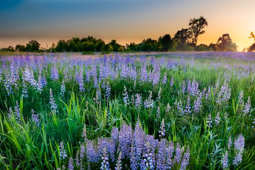 A beautiful view of exotic purple flowers on a field with the trees in the background at sunset
