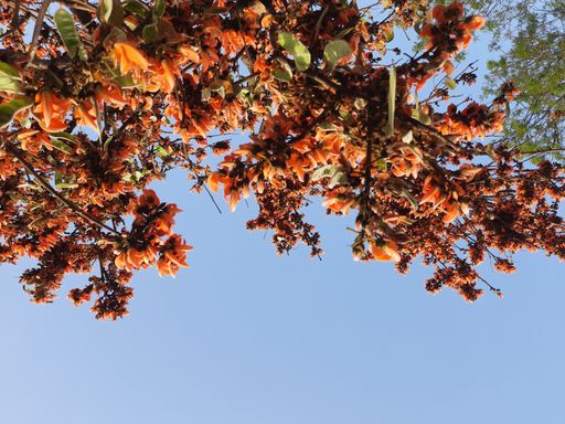 A low angle view of butea monosperma flowers blooming on the tree against blue sky in bright sunlight
