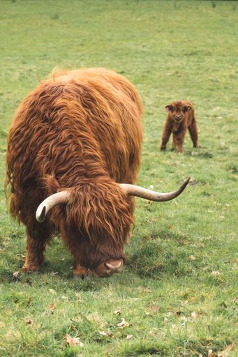 A beautiful shot of an adult Scottish Highland cow grazing with its calf on a grassland during daytime