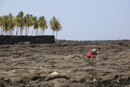 A wide shot of people standing on a rocky surface surrounded by palm trees under a clear sky