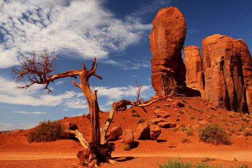 A beautiful shot of sandstone rock formations and dry trees at the Oljato-Monument Valley in Utah, USA