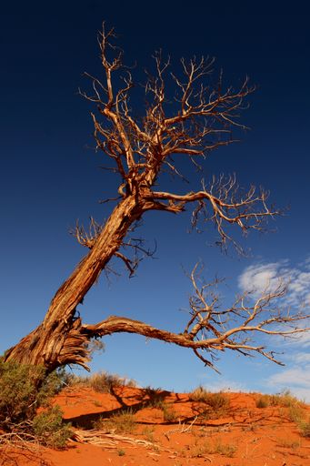 A vertical shot of a large dry tree in a desert on a blue sky background