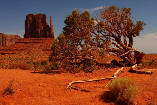 A beautiful landscape shot of a large tree fallen over on an orange desert with rock formations in the Oljato-Monument Valley in Arizona