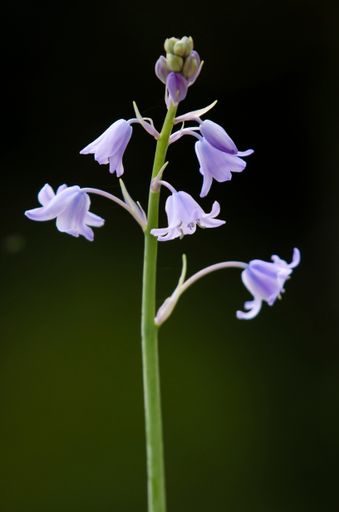 Bluebell flowers against a dark background.