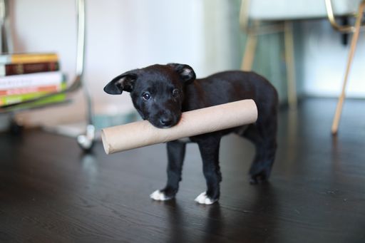A selective closeup shot of a black puppy holding an empty paper towel roll on his mouth