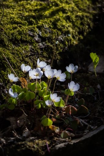 A closeup of beautiful small white flowers in a garden under sun