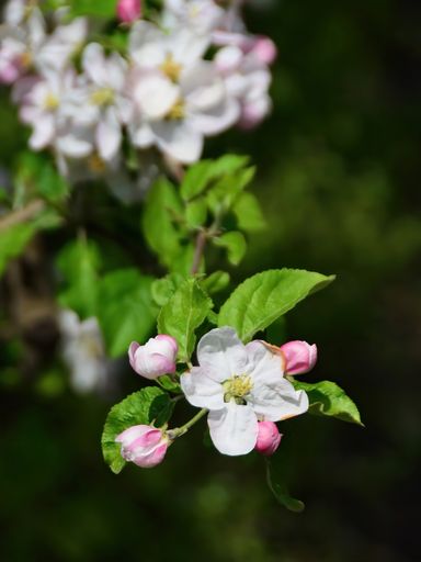A selective focus shot of apple tree blossoms against green blurred background