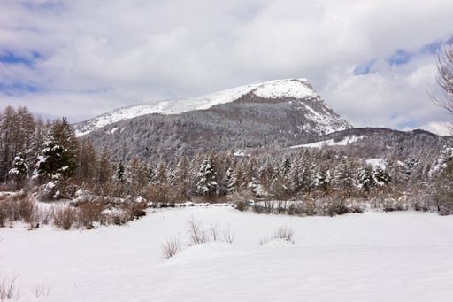 a shot of winter forest against snow covered mountain