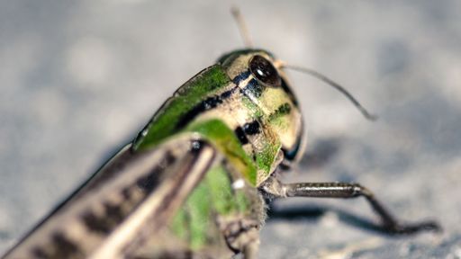 A close-up shot of a green grasshopper standing on the asphalt