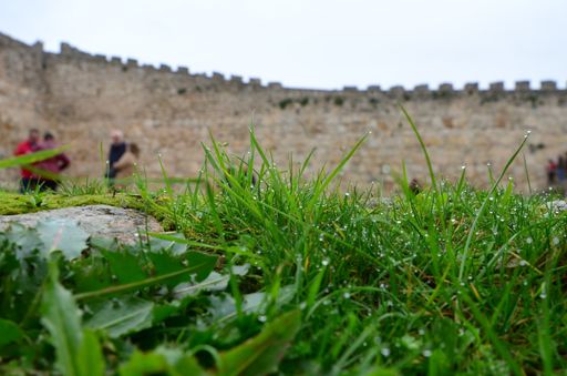 A closeup of grass with water drops against a medieval gate