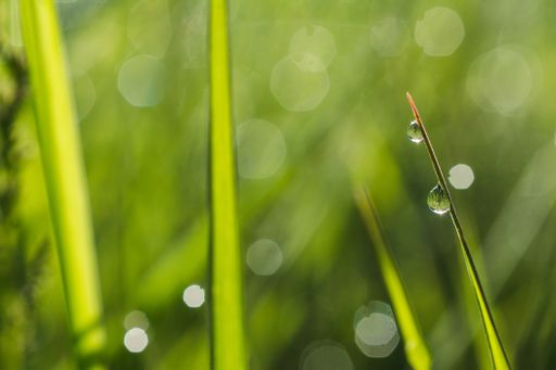 A shallow focus closeup shot of droplets of dew on the grass with bokeh background