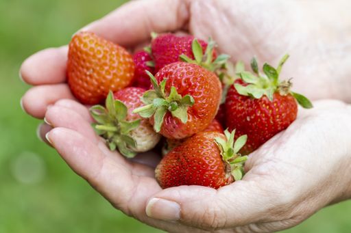 A closeup of a person holding strawberries under the sunlight on a green blurry background