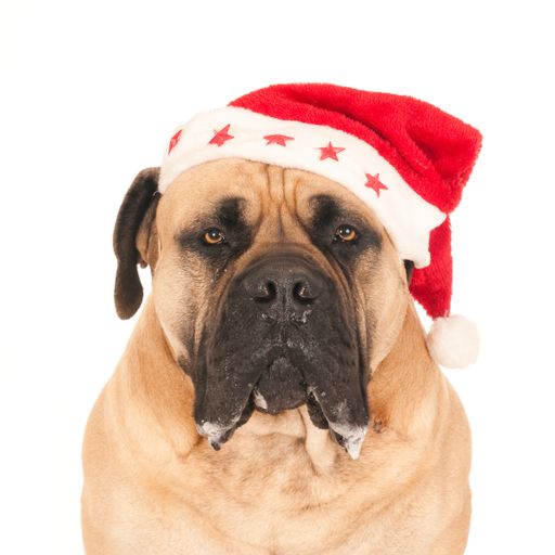 A closeup shot of a Boerboel dog wearing a Christmas hat looking into the camera