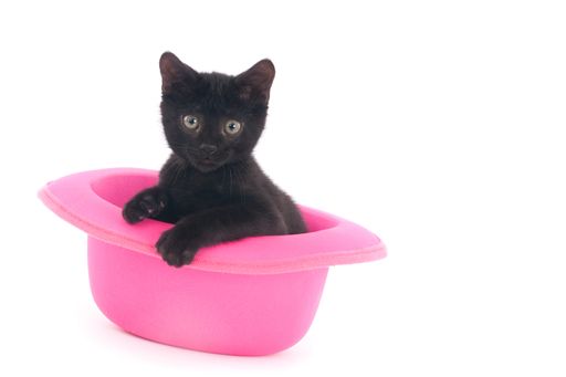 A closeup shot of a cute baby cat in a pink bowl in a studio