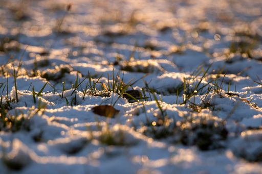 A closeup shot of grass covered in snow under the sunlight in winter