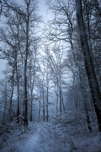 A vertical shot of a forest covered in snow during the day in winter