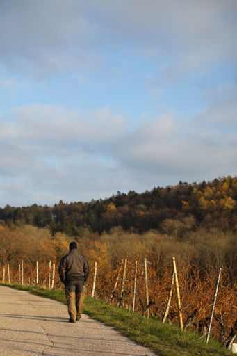 A vertical rear view of a man walking along the bushes during autumn