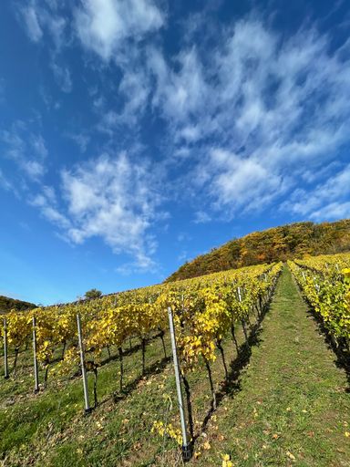 A vertical shot of vineyard field during autumn in Lake Constance under a cloudy sky