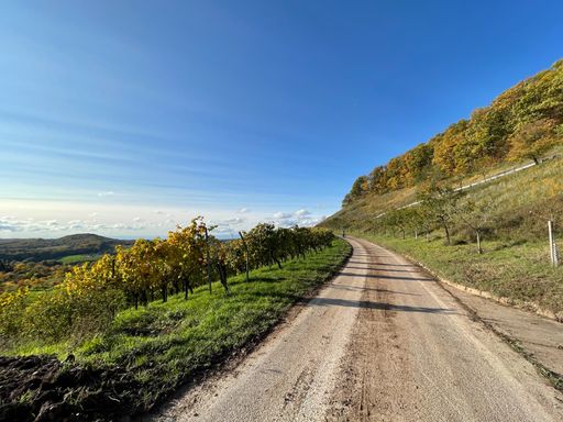 A pathway through vineyard field during autumn in Lake Constance
