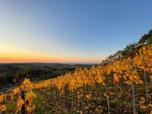 A scenic view of a vineyard field during autumn in Germany at sunset