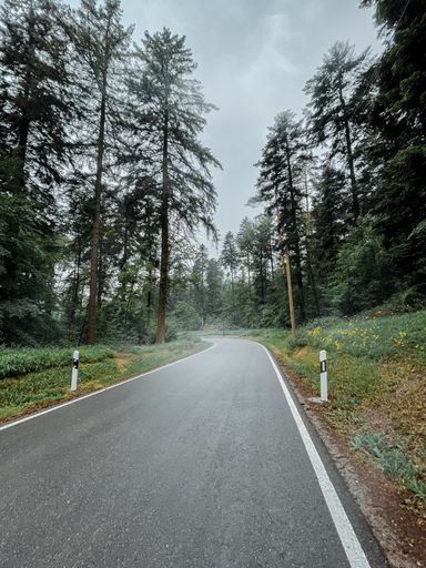 A vertical shot of an empty road along tall trees