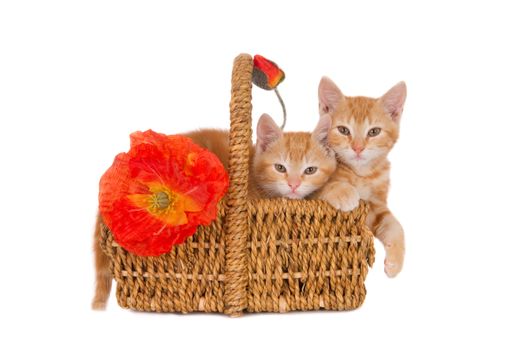 Two domestic ginger kittens sitting in a wicker basket with a red decorative flower on it