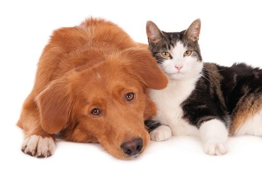 A domestic cat lying next to a cute brown fluffy puppy on a white surface